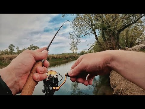 Видео: Рыбалка в мае.Голавль,плотва, уклейка, пескарь, краснопёрка