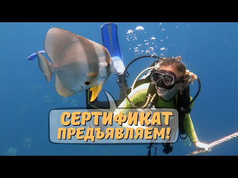 Видео: 5 главных причин учиться дайвингу и получать дайверские сертификаты