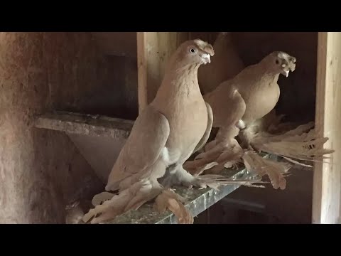 Видео: Узбекские бойные голуби Сергея (Германия) Pigeon culbutant Ouzbékistan