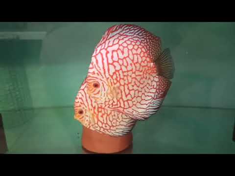 Видео: Бактоцид -2 . воспаление глаза.