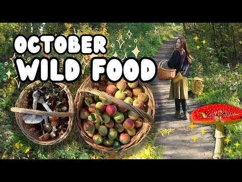 Видео: Осенний сбор урожая — множество грибов и фруктов! 🍂