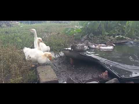 Видео: Небольшой обзор. Всю браму разобрали!! Наши гусята.