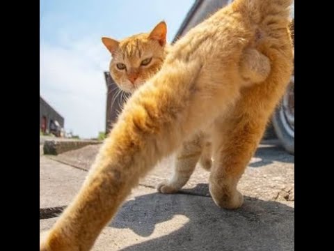 Видео: Прямой эфир - погоня за стрелком по копам