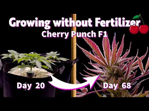 Видео: ВСЕ, ЧТО Я ДЕЛАЛ В ЦВЕТЕНИИ – Леденцовая лепешка, дефолиация и фиолетовые бутоны (живая почва)