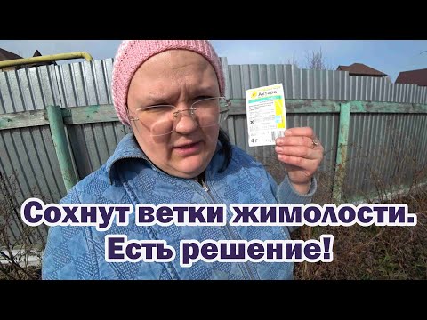 Видео: Почему сохнут ветки на жимолости? Это щитовка. Способ борьбы