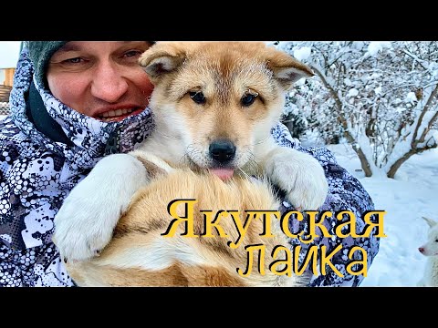 Видео: Якутская ЛАЙКА