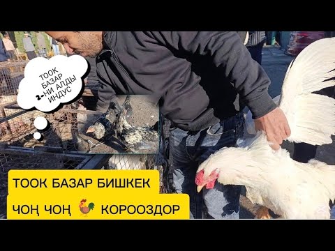 Видео: ТООК БАЗАР БИШКЕК ҮНДҮК/ӨРДӨК 🦆 9-НОЯБРЬ 2025ж 