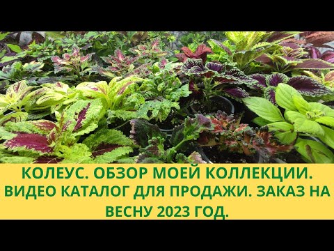 Видео: Колеусы. Видео каталог для продажи. Заказ на весну 2023г. Обзор и описание сортов в моей коллекции.