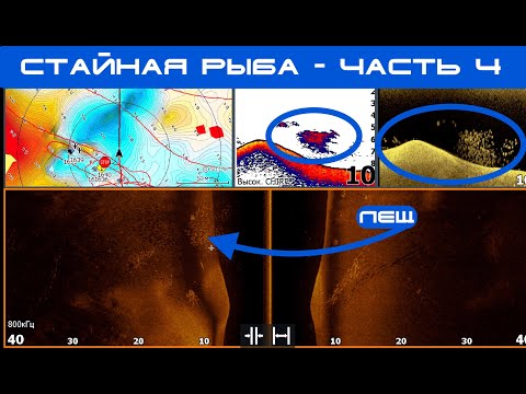 Видео: Стайная рыба Часть 4. Как выглядит рыба в эхолоте ? Поиск стайной рыбы и работа по хищнику.