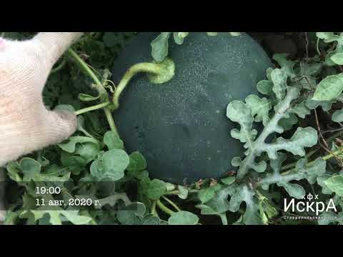 Видео: Арбуз Икар. Поздний