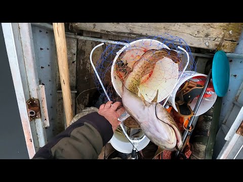 Видео: Осенний НАЛИМ на продольники \ 13.10.2024 \ Щука хулиганит