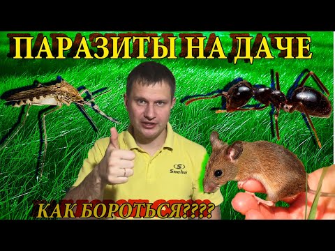 Видео: Как избавиться от комаров, муравьёв, мышей и ос. Паразиты на даче. Осиное гнездо как убрать.