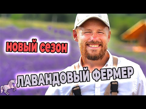 Видео: Как перезимовали лаванда и лавандин на ферме Лавандовый Замок?