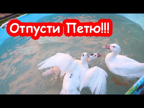 Видео: Бедный Петя. Его пытаются утопить