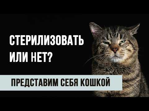 Видео: Стерилизовать ли кошек? Объясним понятным языком