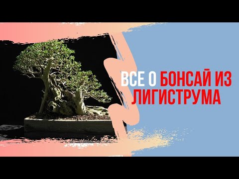 Видео: Бонсай из Ligistrum или бирючина обыкновенная как бонсай