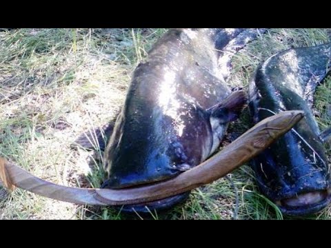 Видео: Сом На Квок -Осенью. Ловля Сома. ✅👉 КОНКУРС. Разыгрываем Квок и Снасть