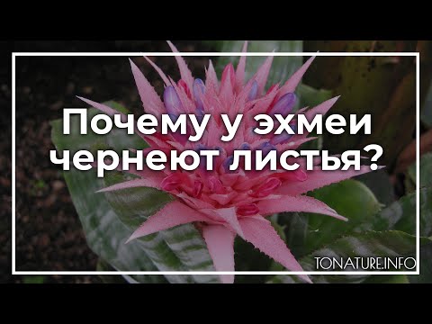Видео: Почему у эхмеи чернеют листья? | toNature.Info