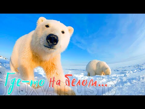 Видео: «Где-то на белом...»