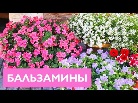 Видео: БАЛЬЗАМИНЫ! Все секреты выращивания и ухода