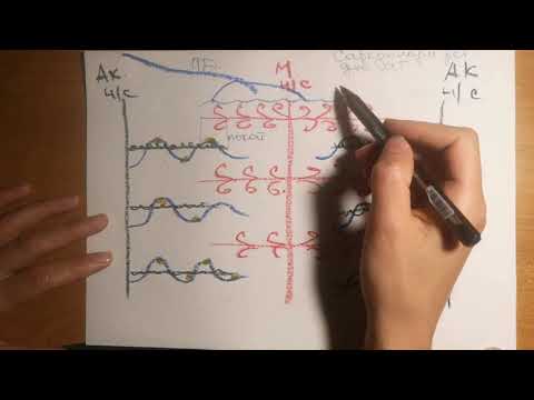 Видео: процесс сокращения и расслабления мышечного волокна.простое объяснение