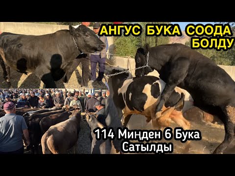 Видео: 684 МИҢГЕ 6 БУКА САТЫЛДЫ НООКАТ АРАЛ БУКА БАЗАРЫ / 27 август 2025