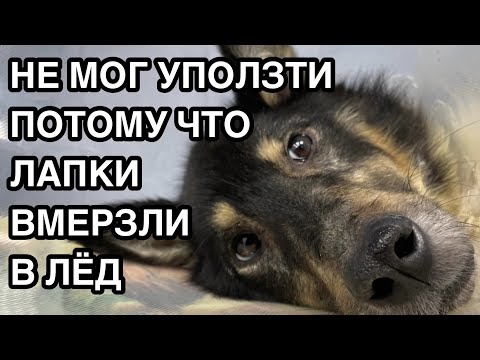 Видео: Спасение животных/ Его лапки вмерзли в лед/ Второе рождение Гоши