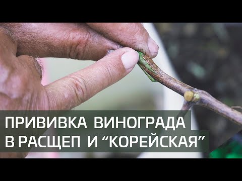 Видео: Изменение сорта взрослого куста винограда прививкой в расщеп и "корейской" прививкой