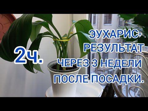 Видео: ЭУХАРИС ЧЕРЕЗ ТРИ НЕДЕЛИ ПОСЛЕ ПЕРЕСАДКИ. 2 часть.