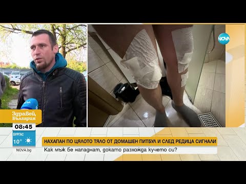 Видео: След редица сигнали: Мъж е нахапан от питбул на съсед - Здравей, България (02.05.2023)