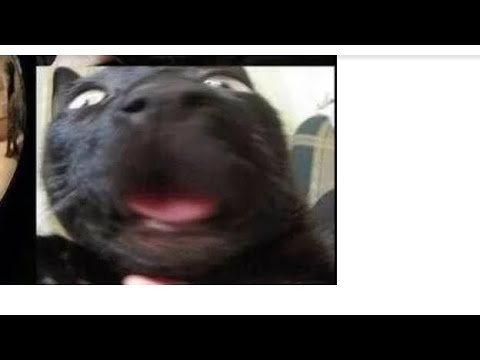 Видео: Мемы про котиков 