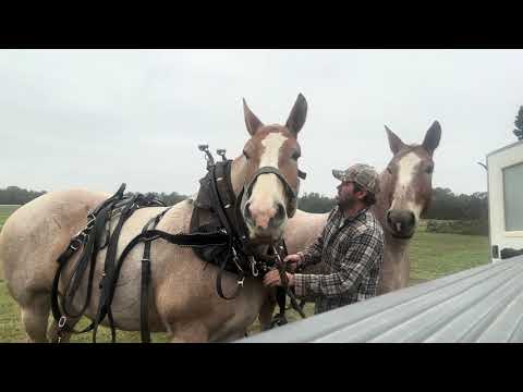 Видео: Я получил несколько предложений по моим лошадям.