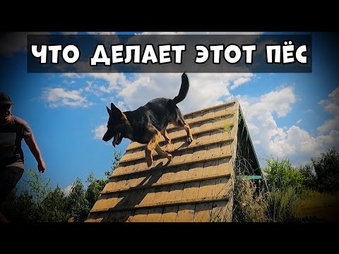 Видео: РАБОТАЕТ НЕМЕЦКАЯ ОВЧАРКА. НОВАЯ ПЛОЩАДКА
