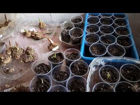 Видео: Каллы (Зантедеския), как,куда и когда высаживать, рассказываю и показываю.