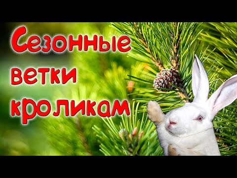 Видео: Сезонный веточный корм для кроликов