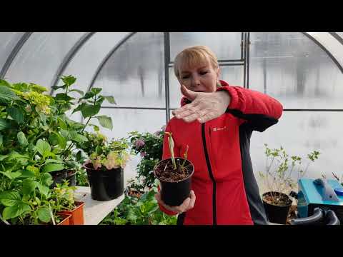 Видео: 28.03.24Гортензия погибает,бутоны засохли,листья  опали!😱😱😱