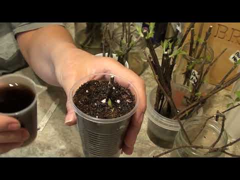 Видео: Зимнее размножение  гортензий зеленым побегом и укоренным черенком в воде !