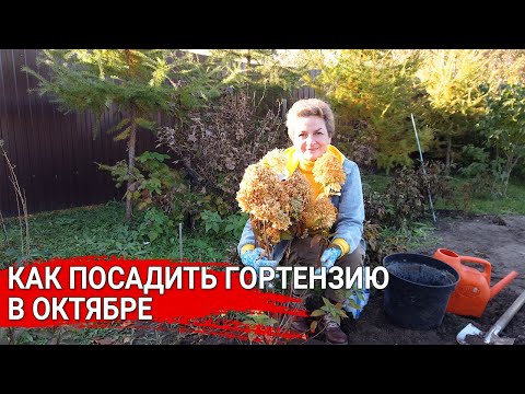 Видео: Как посадить гортензии в октябре