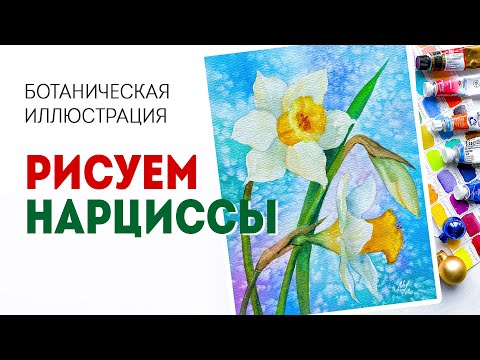 Видео: Как нарисовать цветы акварелью (Нарциссы) - ботаническая иллюстрация.