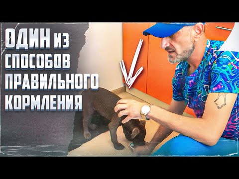 Видео: Один из способов правильного кормления(Питбуль)