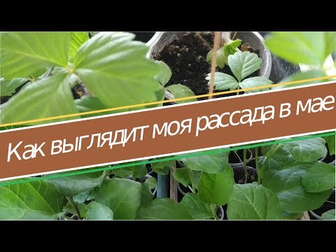 Видео: Помидоры, перец, баклажаны, земляника - как выглядит моя рассада в мае. Обзор рассады 2019
