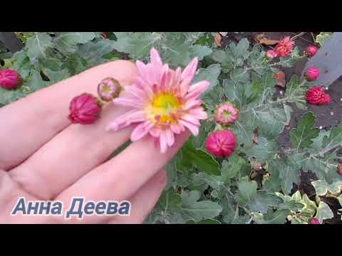 Видео: 29.10.25 Мои цветы 