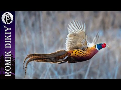 Видео: Одиночная охота на фазана с собакой.