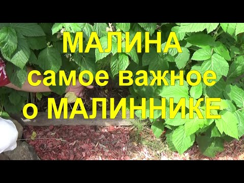 Видео: 21. МАЛИНА по методу Соболева. Часть 4 - Идеальный малинник - секреты максимальных урожаев!