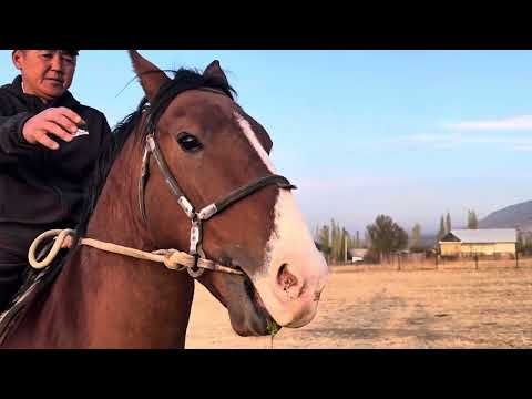 Видео: Дакан Тулпар урук  Оспурумдор +996-227-237-120 1 ноября 2025 г.