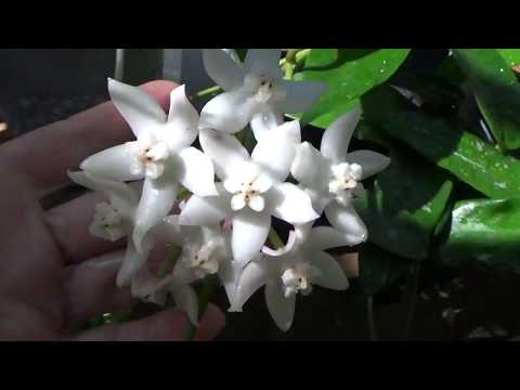 Видео: ХОЙИ. ЛЕТНЕЕ ЦВЕТЕНИЕ..HOYA PACHYCLADA, H. GRIFFITHII.. SUMMER BLOOMS