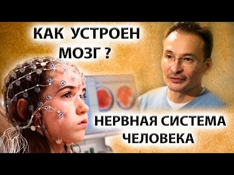 Видео: Устройство и работа мозга | Где ты во всем этом [Саламат Сарсекенов]