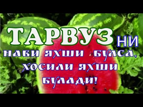 Видео: ТАРВУЗ ЭКИБ ДОИМ ФОЙДА КИЛСАНГИЗ БУЛАДИ!