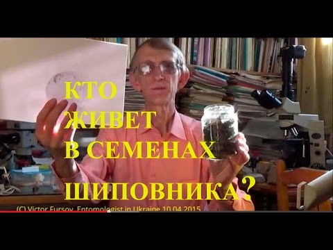 Видео: Кто Живет Внутри Семян Шиповника?  Рассказ Энтомолога.