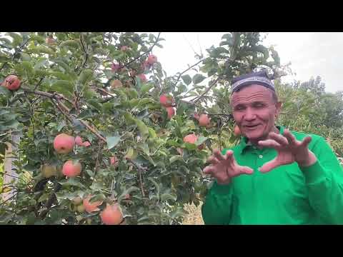 Видео: ПИНК ЛЕДИ  ОЛМАСИ ПИШДИ....++998909052156